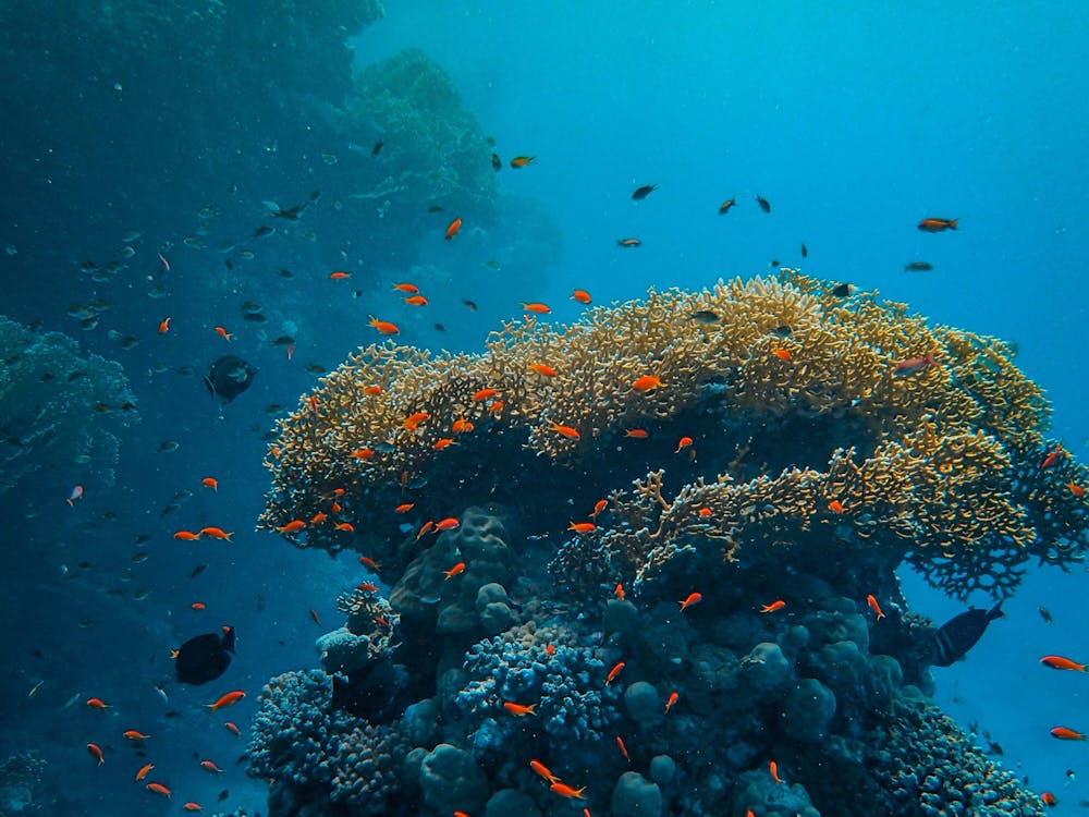 pexels-photo-3635910